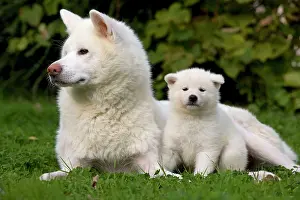Akitas: Dog - Akita / Akita Inu - adult & puppy