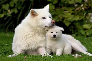 Akitas: Dog - Akita / Akita Inu - adult & puppy