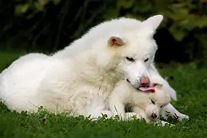 Akitas: Dog - Akita / Akita Inu - adult & puppy