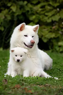 Akitas: Dog - Akita / Akita Inu - adult & puppy