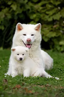 Akitas: Dog - Akita / Akita Inu - adult & puppy