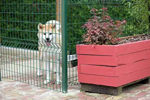 Akitas: Dog - Akita / Akita Inu - in dog run / cage