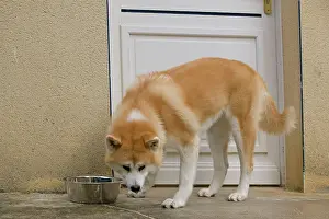 Akitas: Dog - Akita / Akita Inu - drinking from water bowl
