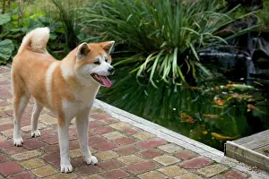 Akitas: Dog - Akita / Akita Inu - by fishpond. Also known