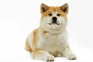 Akitas: Dog - Akita / Akita Inu. Also known as Japanese Akita