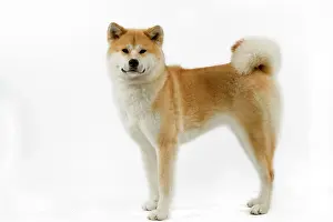 Akitas: Dog - Akita / Akita Inu. Also known as Japanese Akita