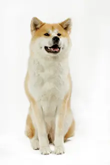Akitas: Dog - Akita / Akita Inu. Also known as Japanese Akita