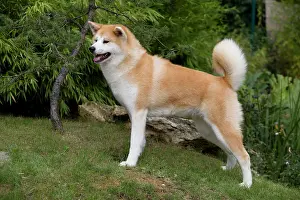 Akitas: Dog - Akita / Akita Inu. Also known as Japanese Akita