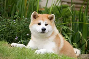 Akitas: Dog - Akita / Akita Inu. Also known as Japanese Akita