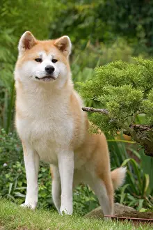 Akitas: Dog - Akita / Akita Inu. Also known as Japanese Akita