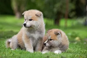 Akitas: Dog - Akita / Akita Inu - puppies