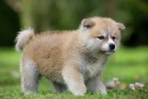 Akitas: Dog - Akita / Akita Inu - puppy