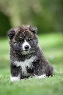 Akitas: Dog - Akita / Akita Inu - puppy