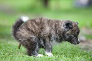 Akitas: Dog - Akita / Akita Inu - puppy defecating