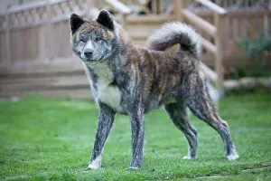 Akitas: Dog - Akita Inu