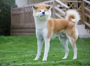 Akitas: Dog - Akita Inu
