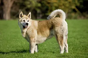 Akitas: Dog - Akita Inu in garden