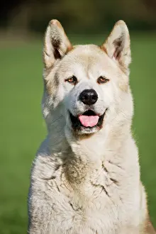 Akitas: Dog - Akita Inu in garden