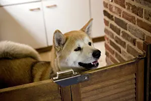 Akitas: Dog - Akita Inu in kitchen