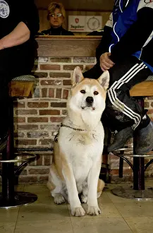 Akitas: Dog - Akita Inu in pub