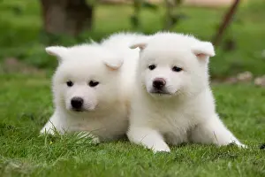 Akitas: Dog - Akita Inu puppies in garden