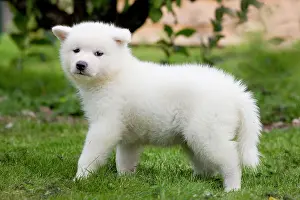 Akitas: Dog - Akita Inu puppy in garden