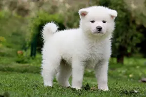 Akitas: Dog - Akita Inu puppy in garden