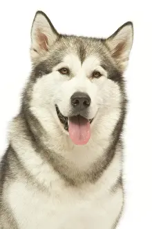 Malamute: Dog - Alaskan Malamute