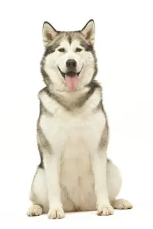 Malamute: Dog - Alaskan Malamute