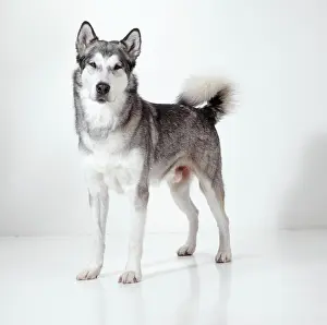 Malamute: DOG - ALASKAN MALAMUTE named after the Malhemut