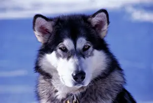 Malamute: Dog - Alaskan Malamute, portrait closeup