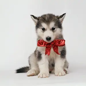 Malamute: DOG - ALASKAN MALAMUTE puppy with red bow