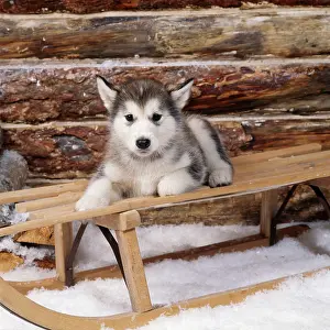 DOG - Alaskan malamute puppy on sledge