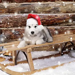 250521: DOG - Alaskan malamute puppy on sledge wearing red Christmas