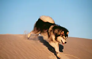 Malamute: DOG - ALASKAN MALAMUTE running