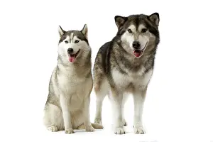 Malamute: Dog - Alaskan Malamute & Siberian Husky
