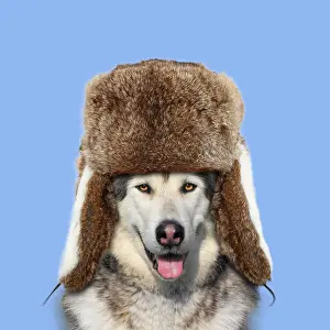 100817: Dog - Alaskan Malamute Ushanka / Trapper hat Digital