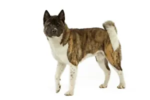Akitas: Dog - American Akita