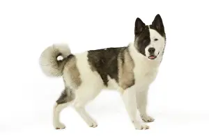 Akitas: Dog - American Akita