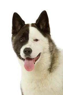 Akitas: Dog - American Akita