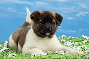 Akita: Dog - American Akita puppy 8 weeks old