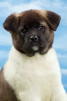 Akita: Dog - American Akita puppy 8 weeks old