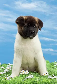 Akita: Dog - American Akita puppy 8 weeks old