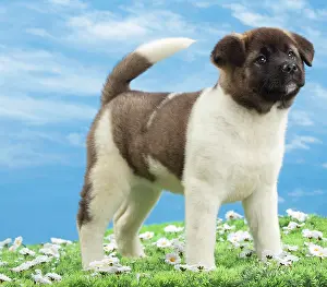 Akita: Dog - American Akita puppy 8 weeks old