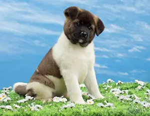 Akita: Dog - American Akita puppy 8 weeks old