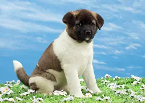Akita: Dog - American Akita puppy 8 weeks old