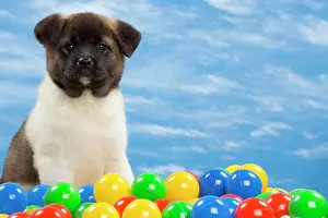 Akita: Dog - American Akita puppy 8 weeks old - with coloured balls