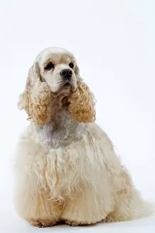 Groomed: Dog - American Cocker Spaniel, clipped & groomed