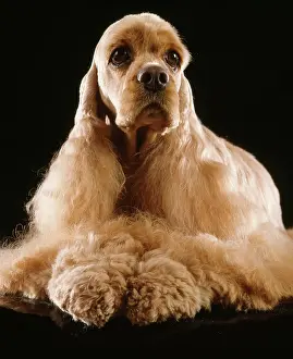 Groomed: Dog - American Cocker Spaniel, groomed
