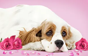 Thoughtful: Dog - American Cocker Spaniel - with valentine